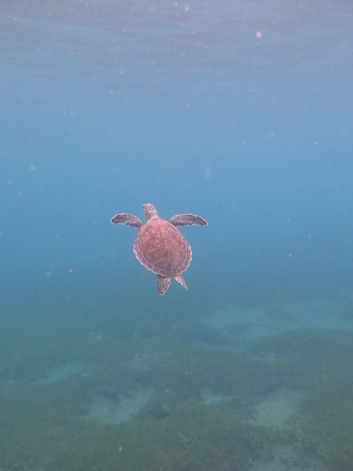 Tortue marine nageant en pleine eau