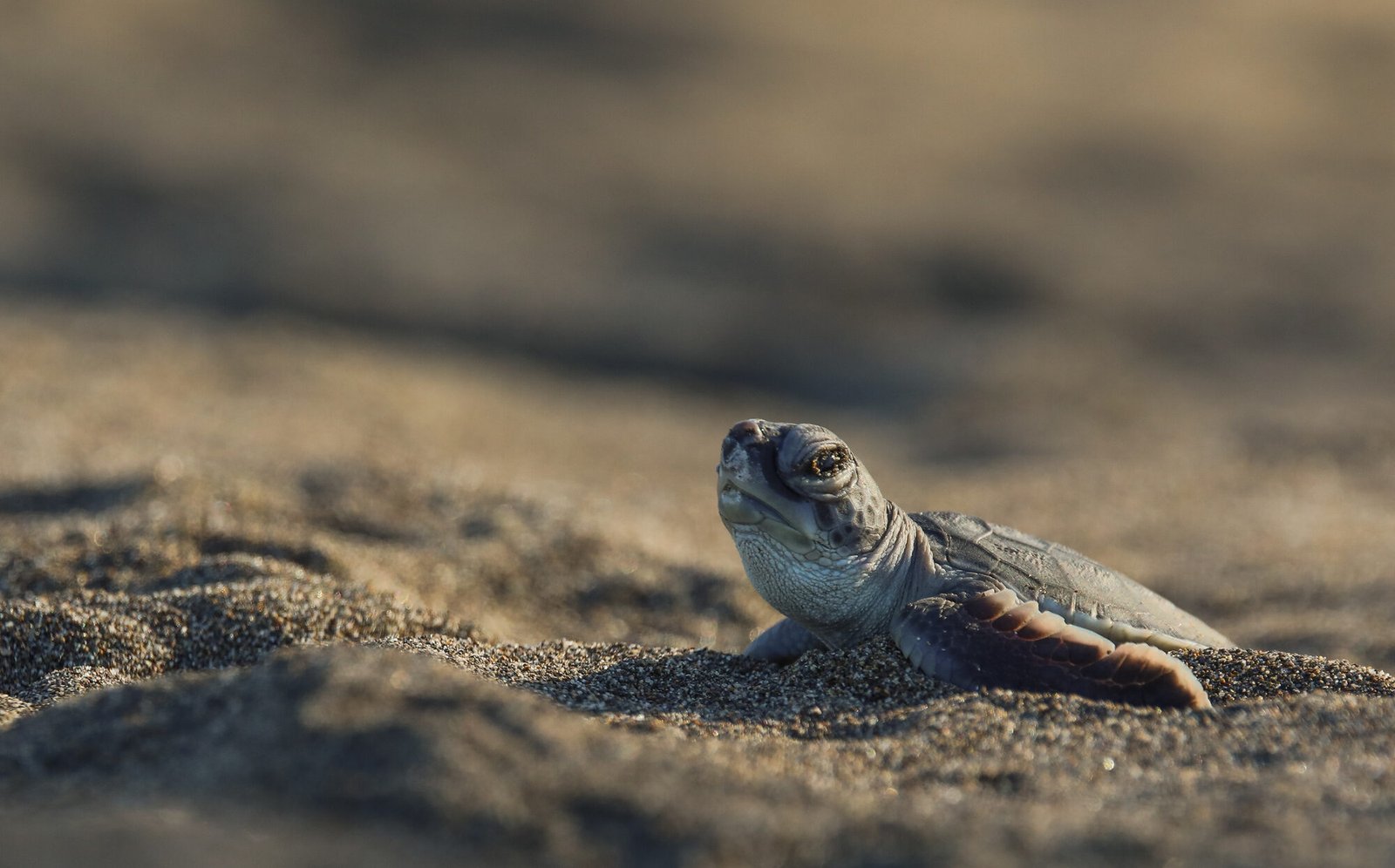 Jeune tortue marine sur la plage