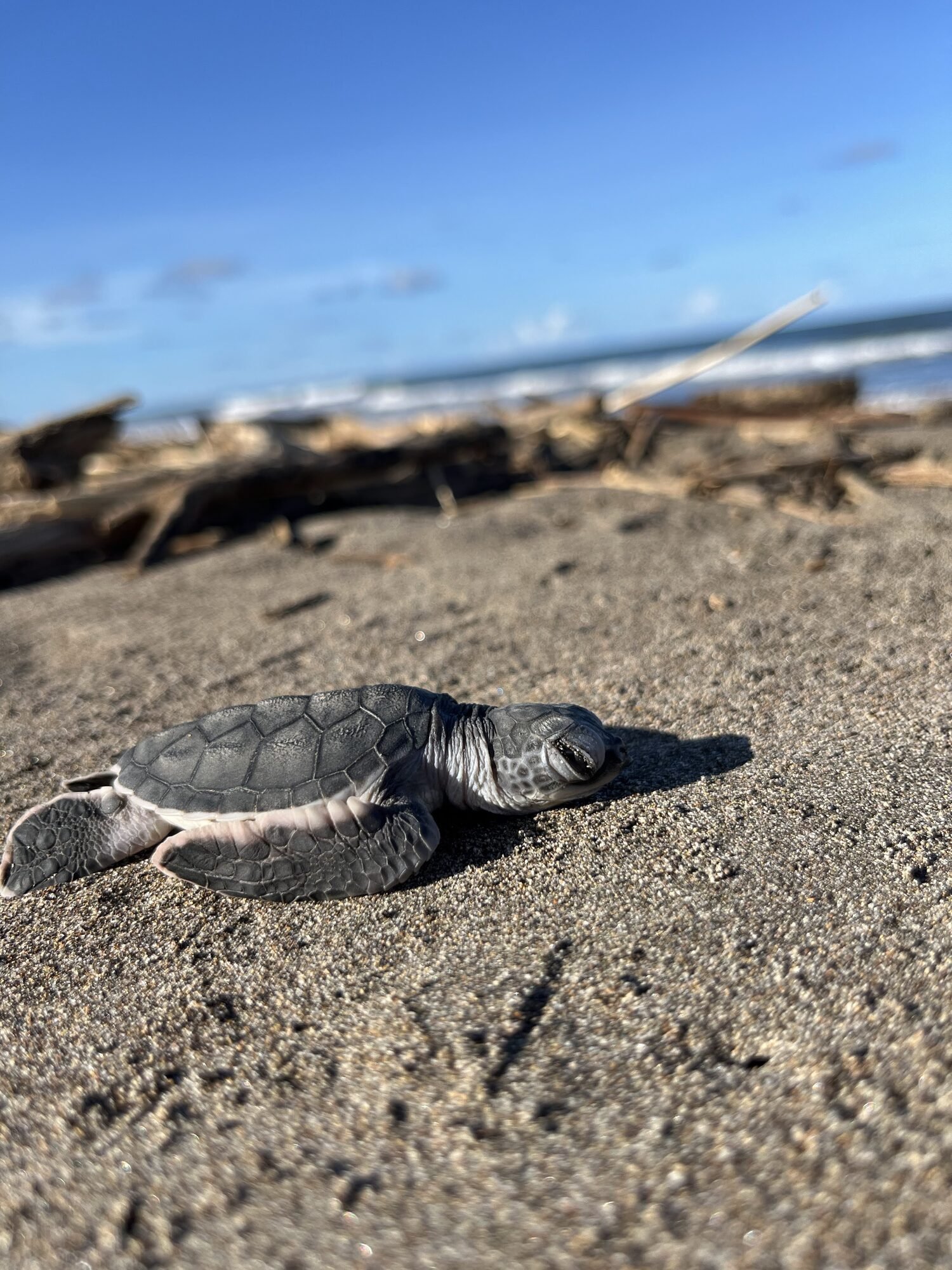 Jeune tortue marine avançant sur le sable