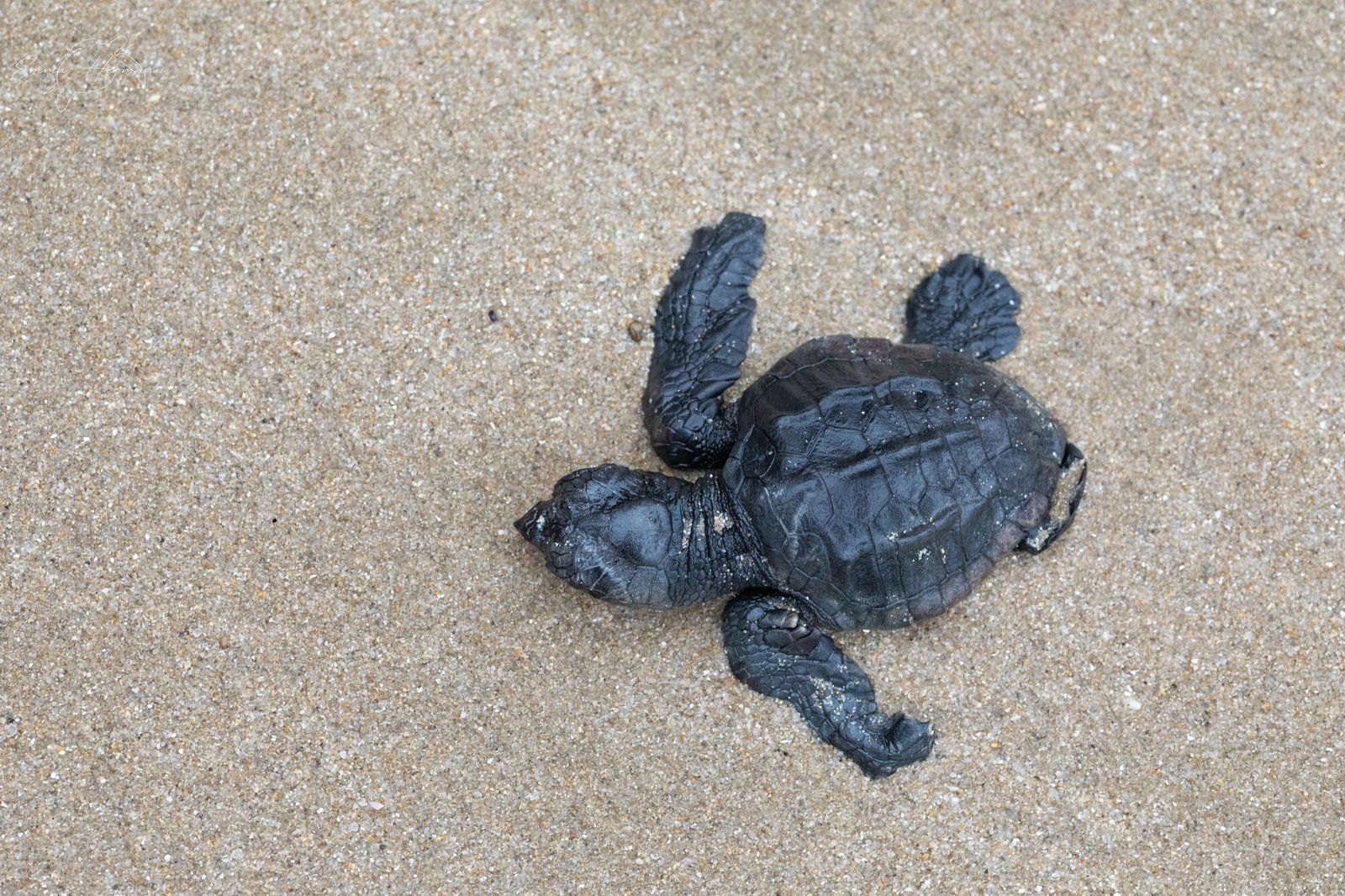 Bébé tortue marine émergeant du sable