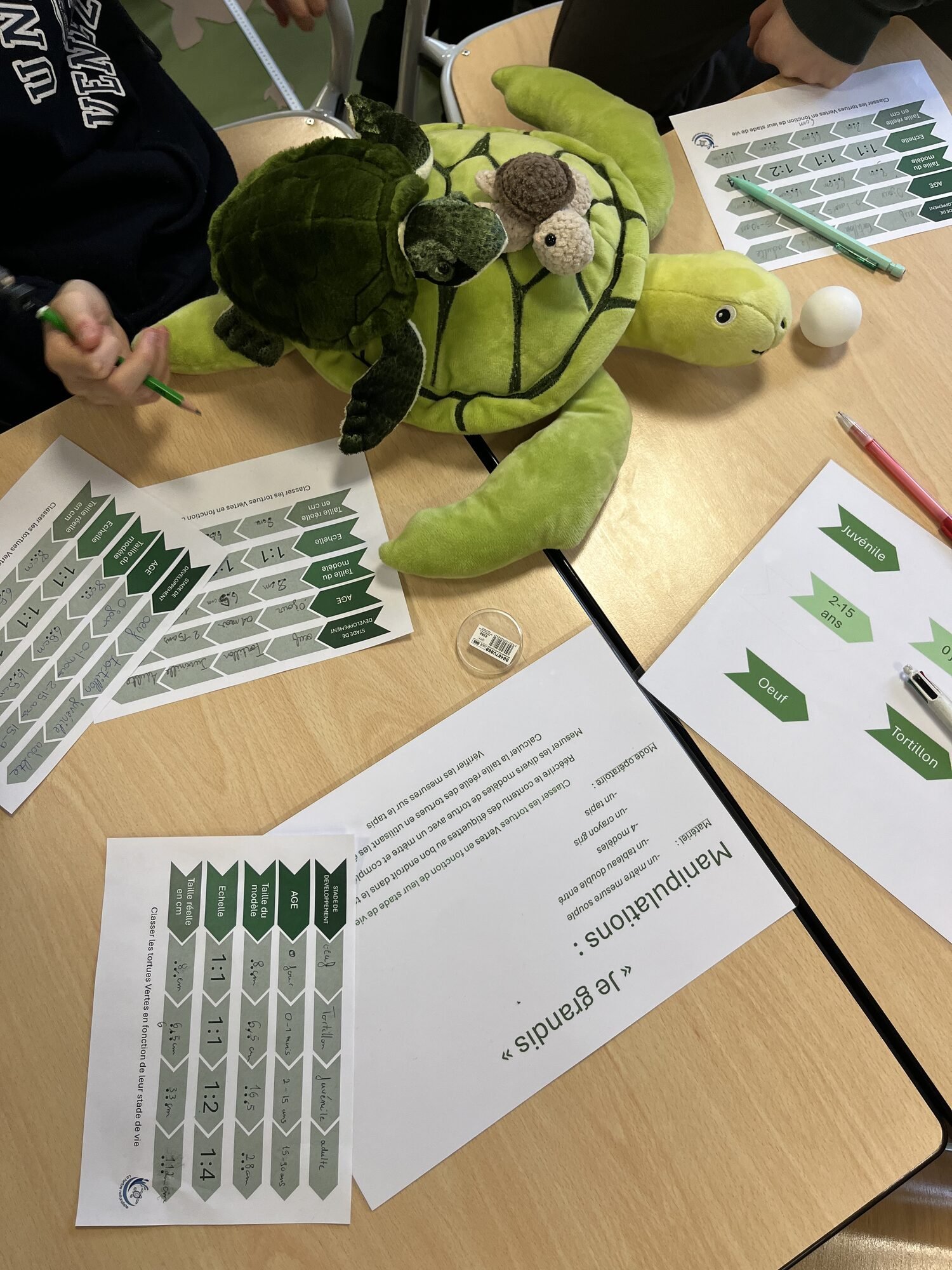 Peluche de tortue marine et fiches pédagogiques « Je grandis »