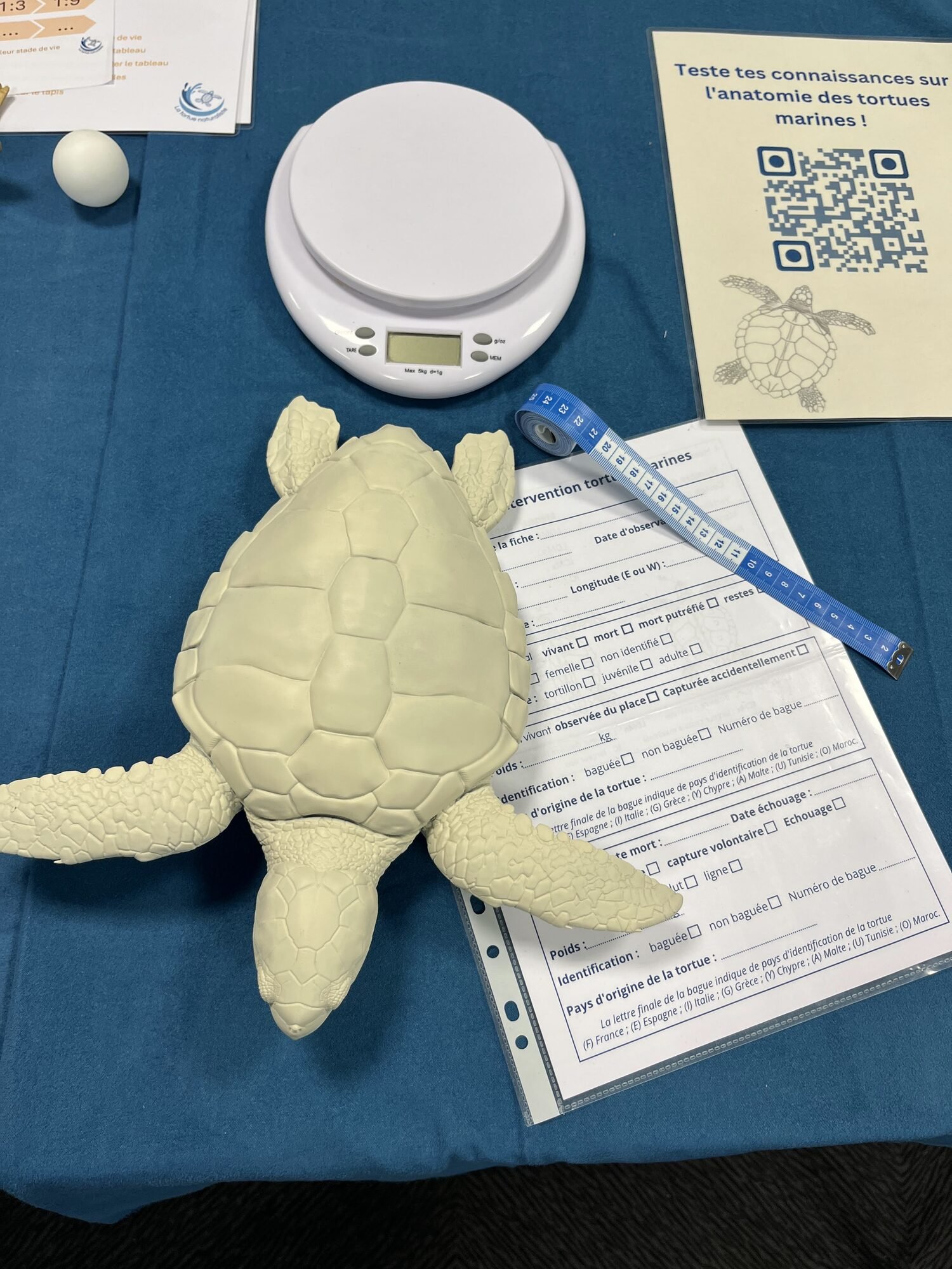 Matériel d'animation : maquette de tortue, balance et mètre ruban